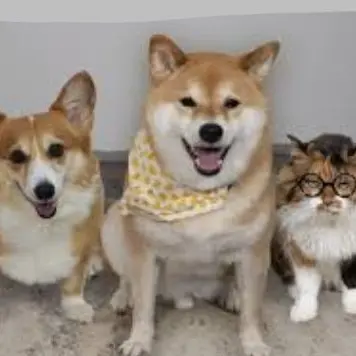 Profile image of スティーブたち