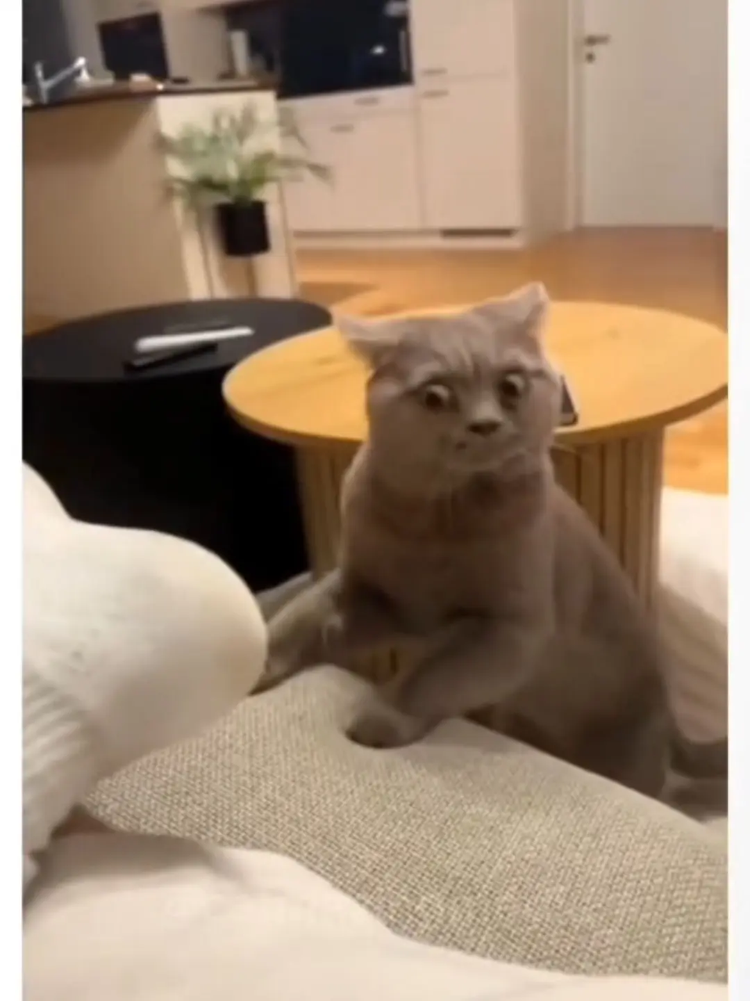 velkyugisa03의 유저를 좋아하는 집사와 출장간 남편