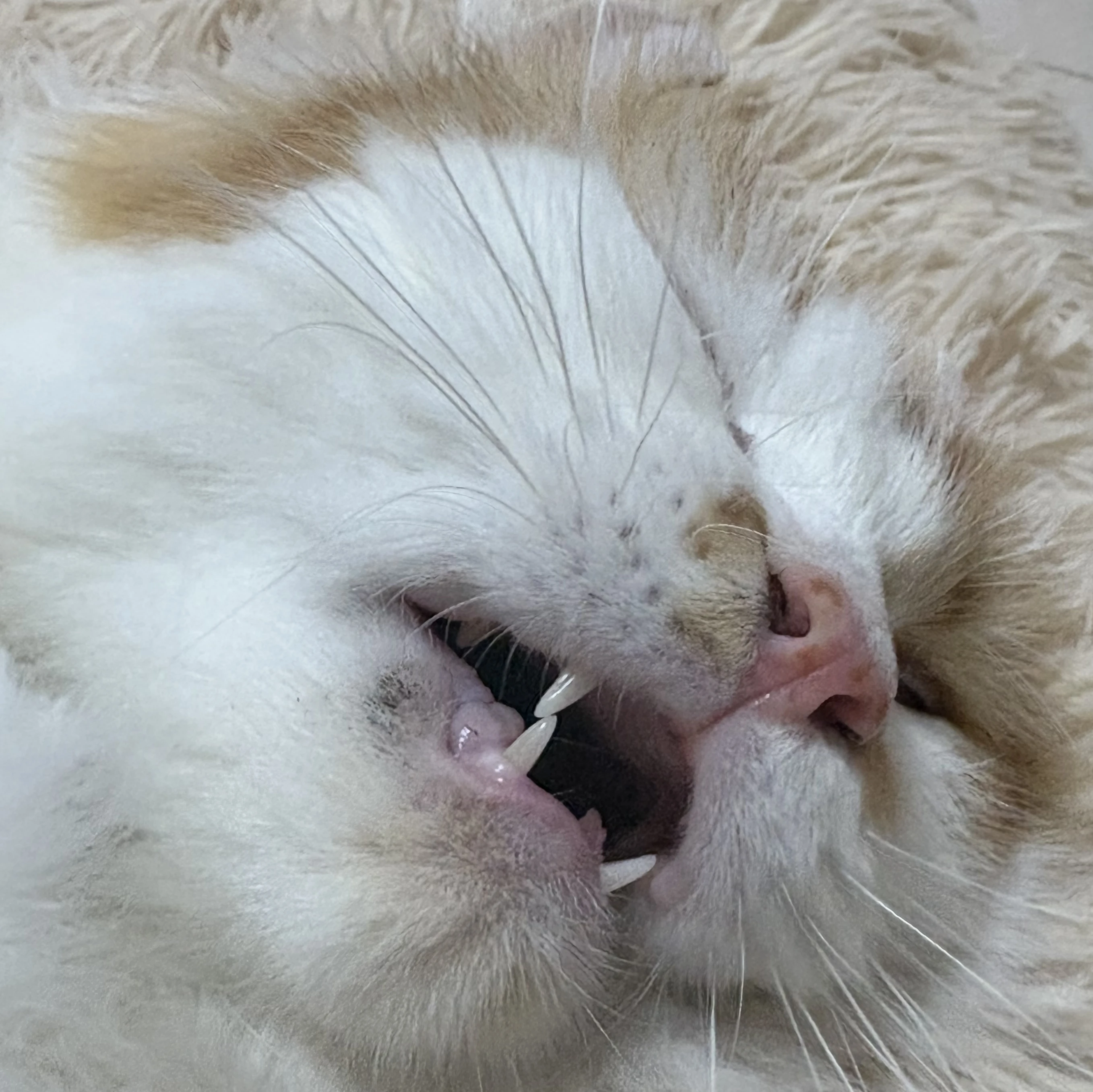 あい