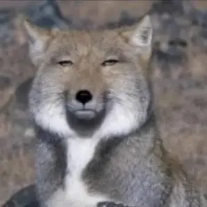 Profile image of 여우