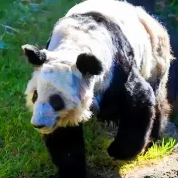 Profile image of パンダ