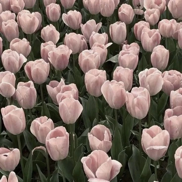 카터릴