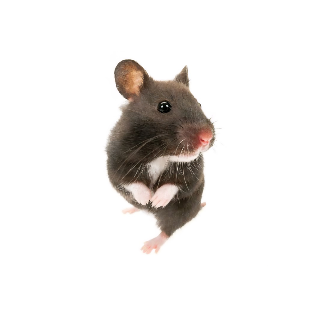 窮鼠囓猫 대표 이미지