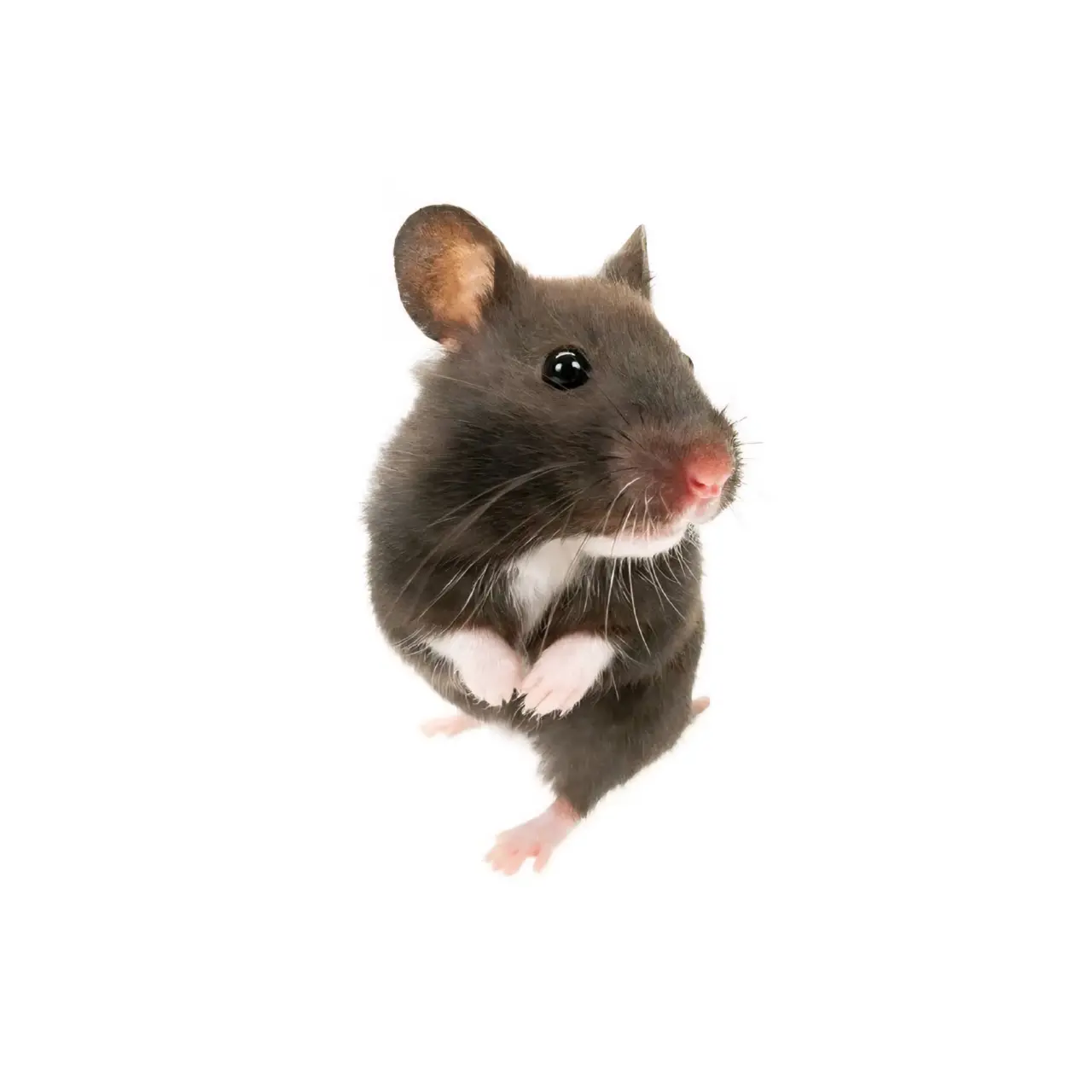 11conic의 Cornered Rat