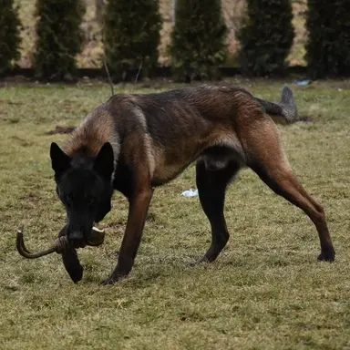 Profile image of Koda