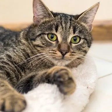 Profile image of シャチ