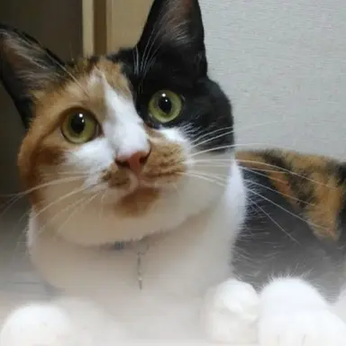 Profile image of ツナ