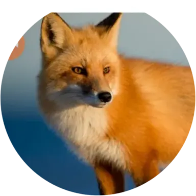 Profile image of 여우