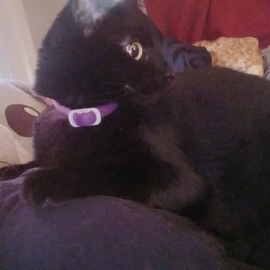 Profile image of Simon