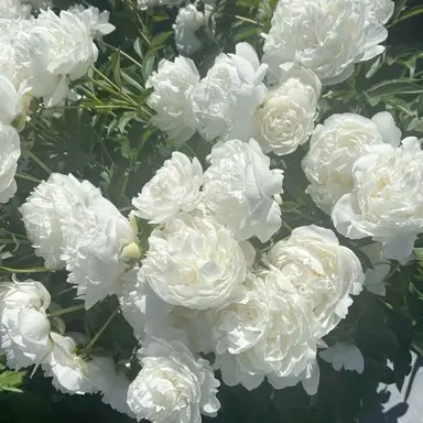 Profile image of 佐々木舞香