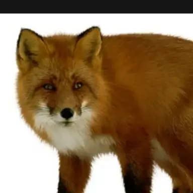 Profile image of 뚱여우