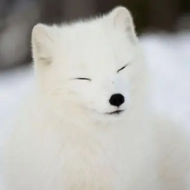 Profile image of 여우