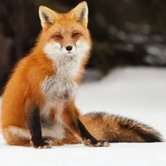 Profile image of 여우