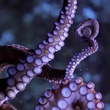 Profile image of Scyllax