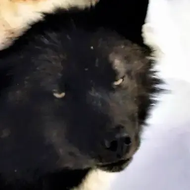 Profile image of Nalo