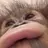 케데헌 무리