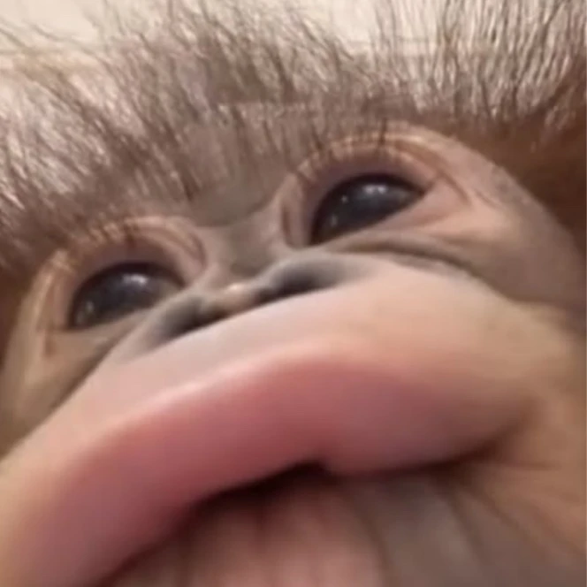 케데헌 무리
