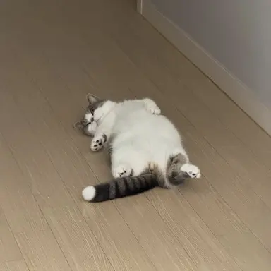 Profile image of 고양이