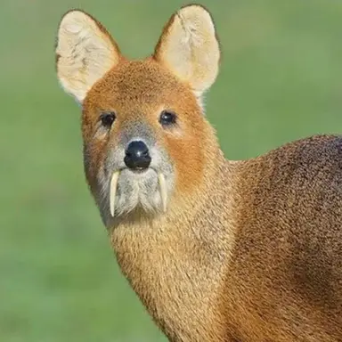 Profile image of 왼발가락
