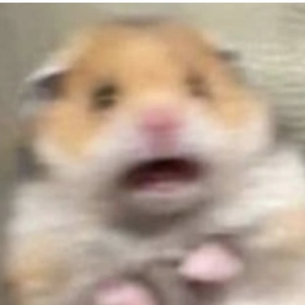 햄찌