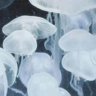 Profile image of 시오리