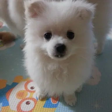Profile image of 리니