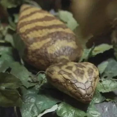 Profile image of 츠치노코