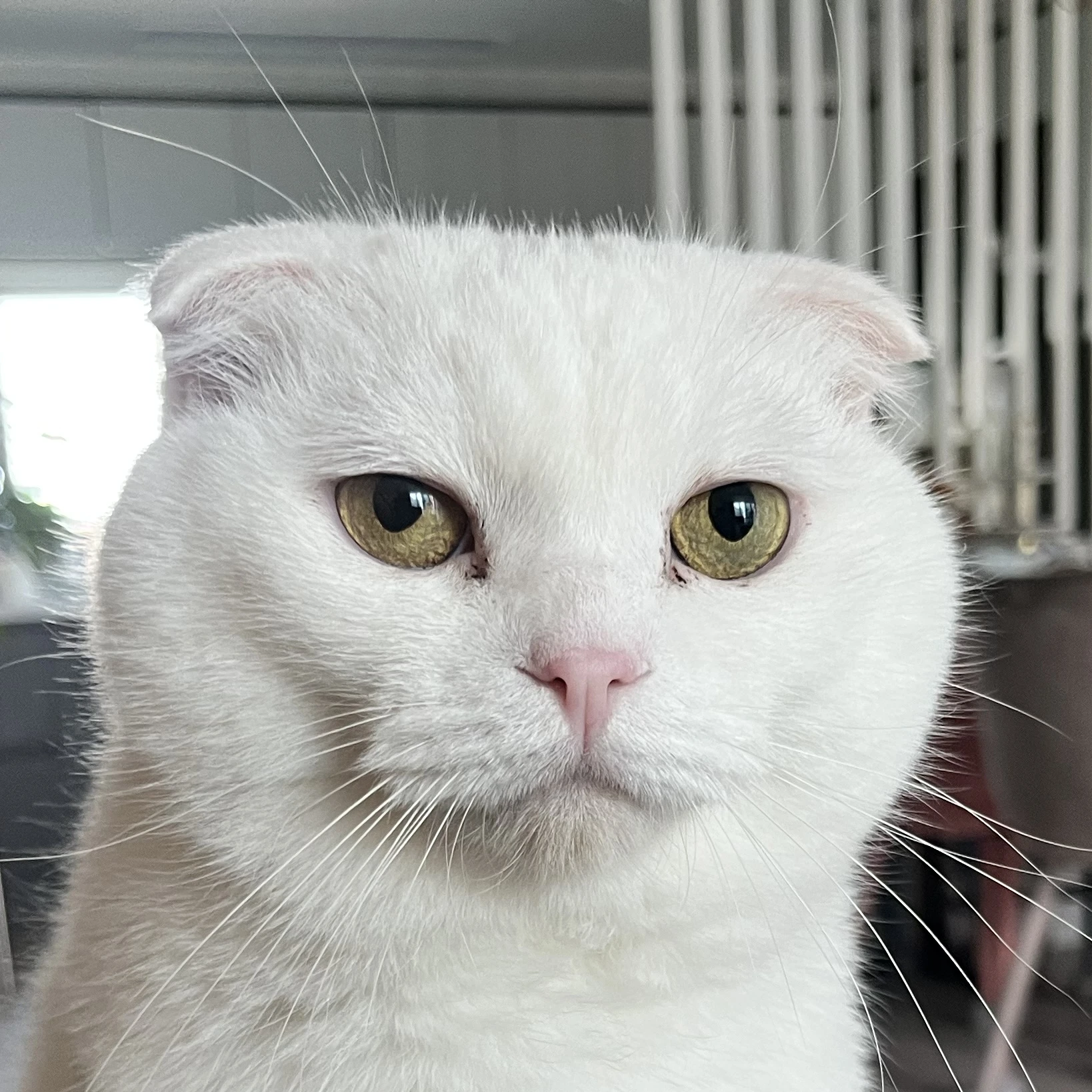호두