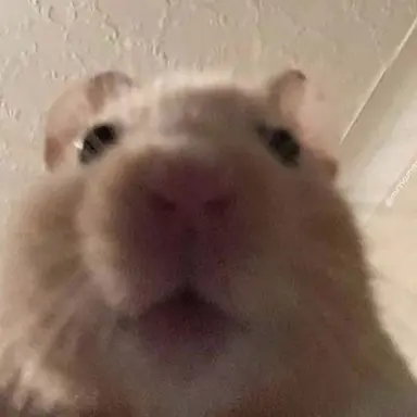 Profile image of 여우