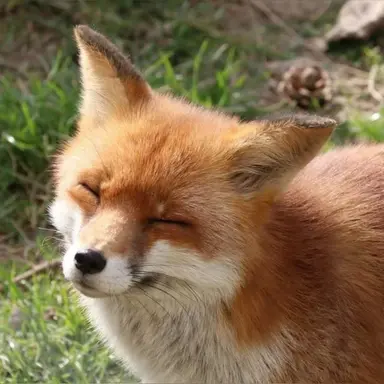 Profile image of 여우