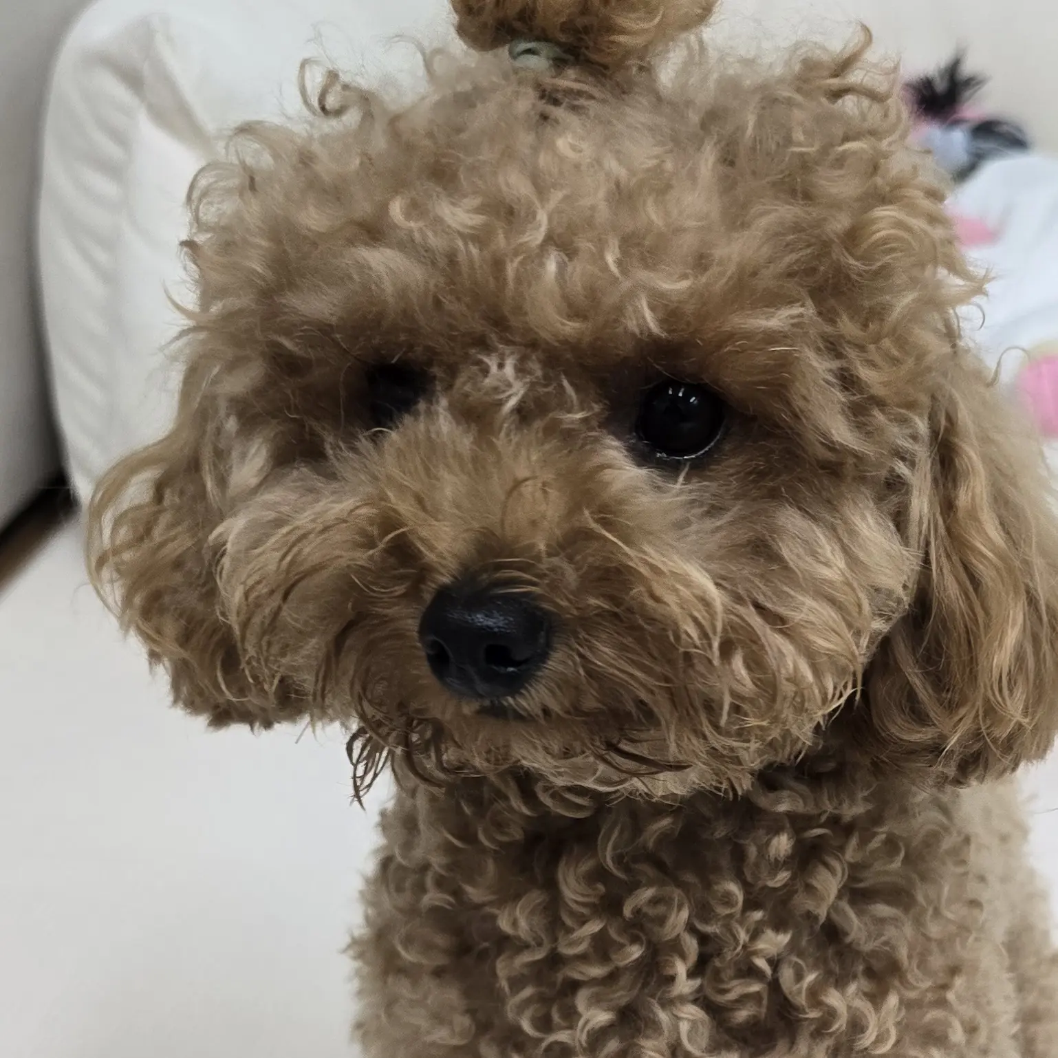 Hari_0326의 언니들에게 사랑받기