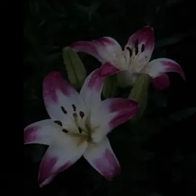 Profile image of Sara