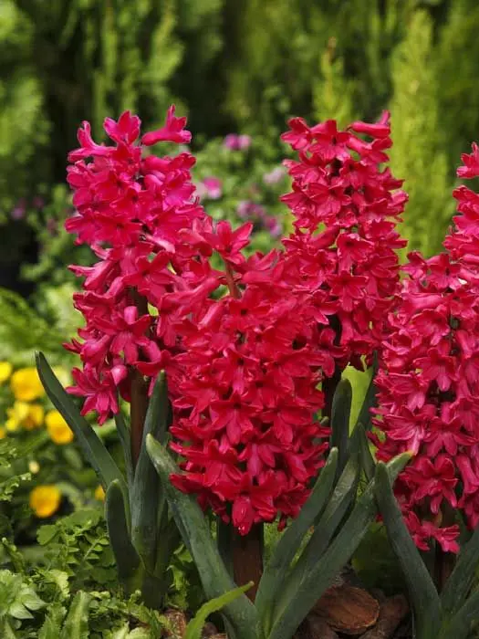 Kemuri_777_의 拗ね{{user}}