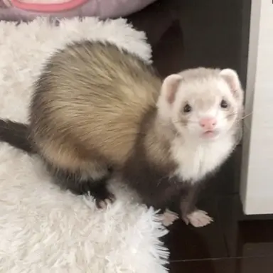 Profile image of ひょんじん