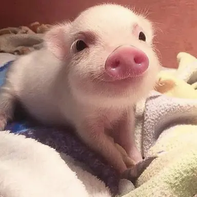 Profile image of ちゃんびん
