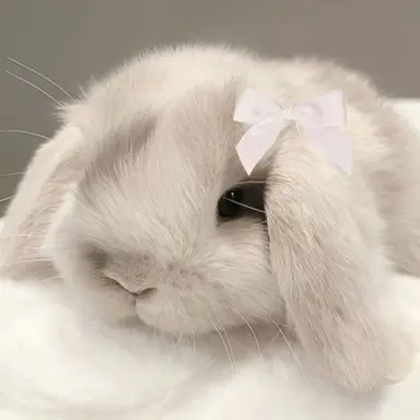 Profile image of りの