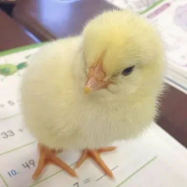 Profile image of ふぃりっくす