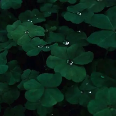 Profile image of ぷりっつ