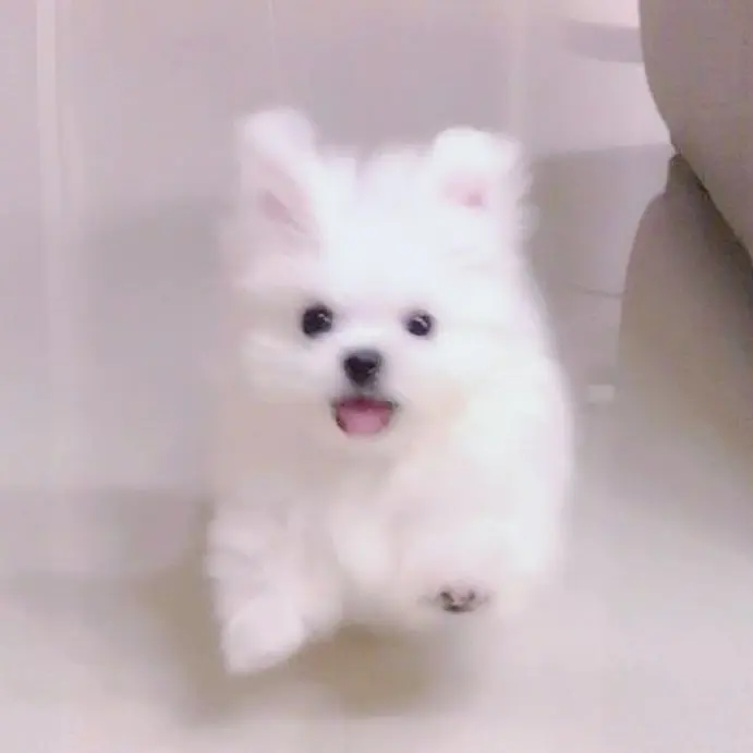 BUBBL2의 솜이