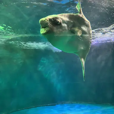 Profile image of ゴッドマンボウ