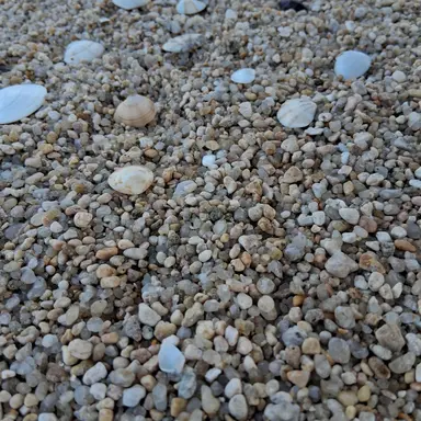 Profile image of 쿄쵸우 카나에