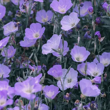 Profile image of りょうが