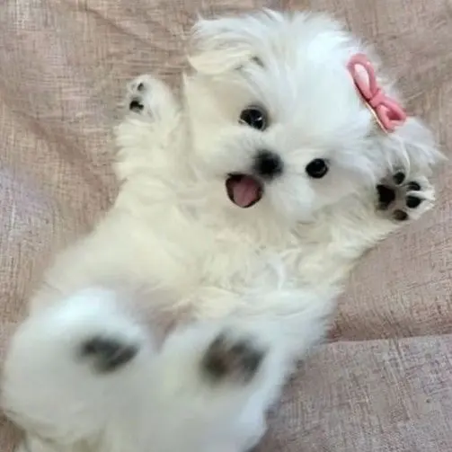 rainycatsndog의 당신의 강아지 하루