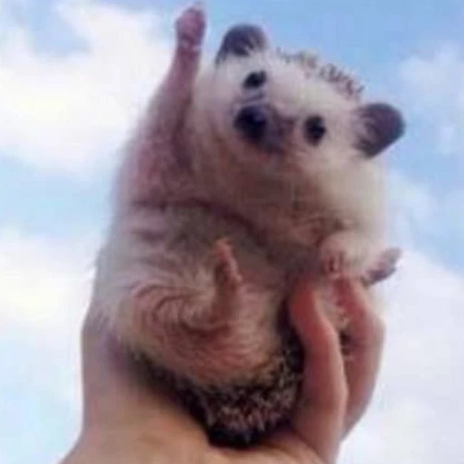 따봉도치