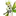 오키드