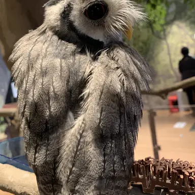 Profile image of 木兎光太郎