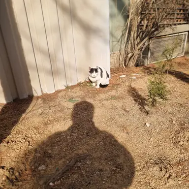 Profile image of 고양이다