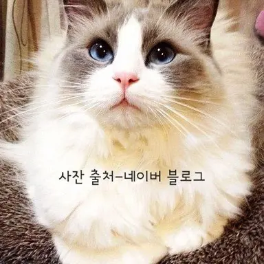 Profile image of 코코