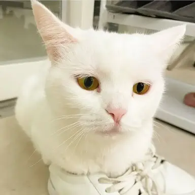 Profile image of 멜로