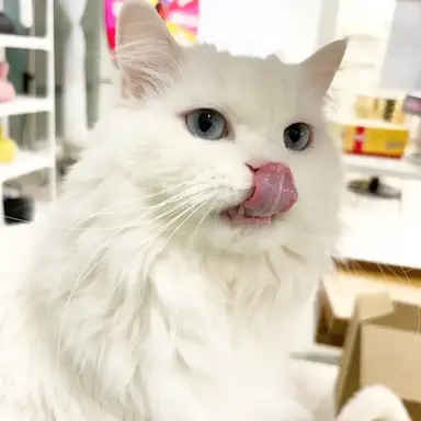 Profile image of 크림